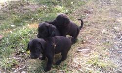 3 females. Family raised. Ready to go Oct 28. Will have 1st shots dewormed and vet checked. $500. Phone 2504972040