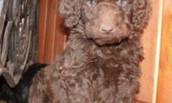 F1B Labradoodle puppies- blks, chocolate, and toffee-4 males, 1 female. These guys are going to have wavey-to very curly coats and will be non-shedding and hypoallergenic. Doodles are wonderful family pets, great with kids, very social, smart and easy to