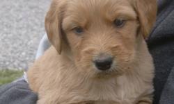 Labradoodle puppies only 3 left will be ready to go the week of December 8th, just before Christmas. 1 Blonde male, 1 black male, and 1 blonde female left.  1st vaccine, de-wormed, vet checked and health guarantee.  $600.00  .  Mom is on site, but not