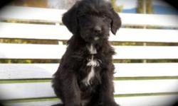 BEAUTIFUL LABRADOODLE PUPS.
Really soft and playful. Very low-shedding and Hypo-allergenic
Really friendly personalities. Love to play in the grass. 
Watch a video of them here
http://youtu.be/jinKHNVF_oI
Both parents are our pets and have fantastic