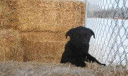 We have two healthy puppies available for sale. The mother is a Lab, and the father is a Lab/Shepherd mix. Both are here and both are lovely.
We have ONE big yellow females and ONE black female. The yellow one is more timid and the black one is very