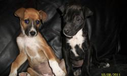 1 male 1 female left. in the pictures the male is black and the female is brown. very loveable! They are ready to go. No e-mails please call 587-707-1017 for more information