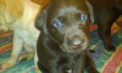Labrador Retriever Puppies for sale
 
I have yellow, chocolate and  black lab puppies for sale (un- registered) They are five weeks old now, they will come with their first shots, de-wormed and be vet checked before being able to re-home Nov 21/11 with
