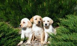 GORGEOUS, HEALTHY YELLOW LABS, READY FOR LOVING HOMES NOW.
HAVE HAD 2 DEWORMINGS AND FIRST VACCINATIONS,
COME WITH 1 YEAR HEALTH GUARENTEE.