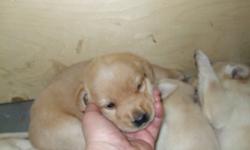 These are quality labs with beautiful dispostions.
They are beautiful colours ranging from white, to white with red tips, and red.
They are available to go home with  you in March.
There are 8 females and 4 males.
Each puppy will have their first health