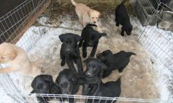 Three black male Labs, One female black Lab. Have first shots and deworming. Ready to go. Asking 350.
Two female black Labrador Retriever, two male black Lab Retriever and one gold male Lab Retriever. Have first shots and deworming. Ready to go. Asking