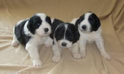 BE ORIGINAL WITH A GIANT BREED.  Only 3 male LANDSEER PUPPIES left.  Ready October 29, 2011 with their 1st. needle, deworming and vet certification.
The puppies are home raised.  Parents on Site.
 
 Sturgeon Falls, Ontario Canada (705)753-2807.