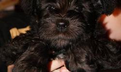 HYPOALLERGENIC, NON-SHEDDING, loving, playful mini schnauzer pups! Have had their tails docked,dew claws removed, first set of shots, and 2 sets of deworming done. Living in our family room, we have 2 kids so the puppies are well socialized and used to