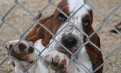 We have 1 Pure Tri-Color Basset Hound Puppy Left!
 She is a female
She was born the morning of September 23, 2011 and she is now ready to go to her new home
All of her brothers and sisters have gone to their new homes and she is eagerly awaiting her's.