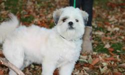 Very cute Lhasa Apso looking for a new home! "Patches"is 8months old, house broken and all needles are up to date! Great with children and other dogs.