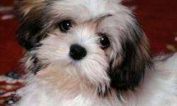 Looking for a girl Lhasa Apso/Maltese mix puppy ready to go for Feb 1st or later. Looking to put deposit on right away for Christmas. Please contact if you have pups born and willing to have me pick one and place deposit. Thank you
Bonnie
995-3750
This ad