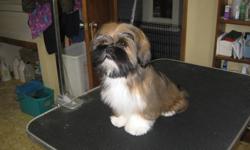 CKC registered Lhasa Apso puppies 4mos. up to date on needles,vet checked 6 weeks free insurance. crate trained well on the way to being house trained very outgoing .