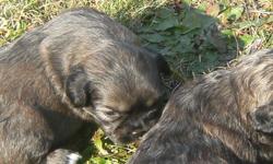3 male lhasa apso, ready to go December 2, needled and demwormed.