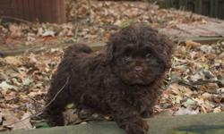 Meet  "Cocao"
Lhasapoo Male
Now 9 weeks of Age
First Shots and De-wormed
Vet Health Certified
Written Health Guarantee
Micro chipped
Ready for his new home, our little Lhasa poo male will be a wonderful family friendly, non shedding family companion.  He