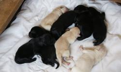 Our purebred yellow lab delivered a litter of 8 this week - pups ready for viewing 2 weeks before Christmas and ready to leave mid January. Pups are purebred yellows and blacks - 1 yellow and 1 black female- 2 yellow males ? 4 black males. Dad is a
