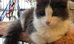 Silver is a grey and white female cat, about 5 months old, with long soft silky fur, grey with wisps of silver.  She is very sweet and lovable, fun and playful.  Healthy, deflead and dewormed, litter trained.  If you can give this beautiful cat a loving