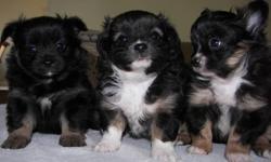 Beautiful markings and personalities. Ready to go around Dec 1st. All females.