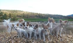 Beautiful Long Haired Chihuahua's - cuddly, small, perfect lap dogs but with the energy to keep up on walks. Naturally weaned by mother. Easy to train as they have been with mother and father until now. Rare find that a breeder will keep puppies until