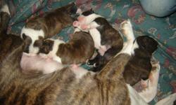 Boston Terrier x
Father is 3/4 Boston terrier 1/4 Pug
Mother is Boston terrier x ??
Pups are super cute...they will be Vet checked/1st Shots/Dewormed
2nd picture is of Mother
4th picture of Mother/Father