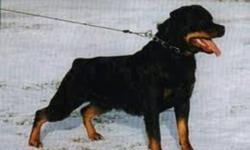 I am looking for a Purebred german rotti for my uncle as our dog died recently. If you have one available for free just email me thanx 
And PS
(no tail just a stub thanx)
plz excuse my crazy emeil adress