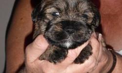 Four puppies looking for a new home.One girl and three boys.
**Two female puppies sold**
Mother- Pure bred Shih- Tzu
Father- Pure bred Miniture Schnauzer.
Puppies will be ready for new homes after their first set of needles on
December 21st.
This is their
