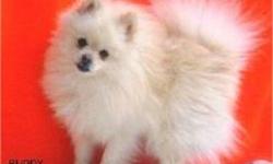 we are looking for a Pomeranian dog, puppy either. Any small kind of dog chuiwawias, wiener dog. small dogs, we will pay for the vet expenses. we just really want a dog.  Thanks