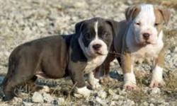 not interested in boxers inless they have 3/4 bulldog.
 
 
and anything that looks bully short and stocky. or bullmastiff types. I like crosses between anything bully. Price is not an issue.. looking for a pup in mid january ..
 
also interested in