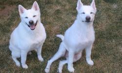 I'm just taking a shot in the dark here. I bought two dogs from the same litter (mini American Eskimo x White Shepherd) in 1997 from Big Al's Aquarium Supercentres and Pet City (in Hamilton on Centennial Parkway). They were born on May 25, 1997 (in