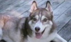 I had to put down my 15 yr old sibe Sienna 10-24-11, and my 13 yr old sibe boy Riley 4-20-11, and their 14 yr old brother Storm just a few months before him in 12-8-10
 
i am looking for a young male siberian pup, that someone cannot keep.
i will consider