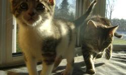 We are 3 playful, adorable kittens looking for a loving forever home. We enjoy lapping milk from saucers and sleeping in sunbeams. You don't have to take all of us; it's okay if you find a favourite. Will you love us, forever?
 
Thank mew
 
Call Sandra @