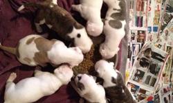 a litter of 7 american bulldog puppies
born on november 30th
5 left. 2 female and 3 males
female 1 is white and brindle
female 2 white and brown
male 1 white and greyish brown with patch between eyes
male 2 all white
male 3 all white with a small black