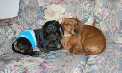 I am looking for a kind and dog loving home for my male and female miniature dachshund. I have had Walter and Louise for 3 years and this will be very hard to see them go. I am hoping to find a home were both of my dogs can go. Its very important that
