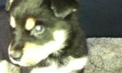 We are selling Twitch's (mom) fist litter of puppies!
She had 3 boys and one girl, the males are Malamute X Rottweiler and the female is Malamute cross Husky!(female is the last 2 pics)
We are looking for loving homes for these amazing and well tempered