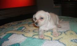 MALCHI PUPPIES FOR SALE
 
Maltese & Chihuahua
Cute & Cuddly
1 girl only left
Perfect Christmas Gift
Ready to Go
Vet checked, first needles & Dewormed
 
$200.00
 
SERIOUS INQUIRES ONLY PLEASE