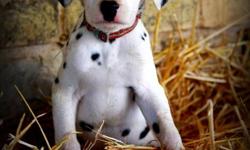 Male Dalmatian Puppy
Born September 18 2011
He has had his first shots and been dewormed.
Parents are on site.