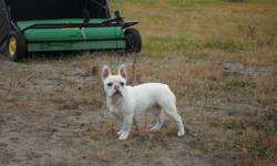 I have a beautiful mature male French Bulldog That I am looking to breed. He is a rare color and that is cream fawn pied. He does come from champion lines. If the you have a female that you are looking to breed I have the perfect match. Please feel free