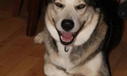 I have for sale a beautiful 3 year old husky male.  He is very gentle and loveable and is used to being around kids of all ages.  He is my baby but as he is a husky and we do not have a fenced yard the kids have let him out and he had gone to a local