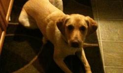 I have to give up my wonderful, friendly, obedient yellow lab (Doug). He's a great family pet with no bad habits but due to shift work I'm no longer able to give him the attention he needs. He loves long walks, hikes, swimming, and playing fetch! I will
