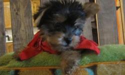 This little guy is ready for his forever home,  super loving and easy going little one.He will be not tiny,between 6-8 lb fully grown,Not huge but great with family.His mom is a yorkie,Dad is a Biewer,which is a german Yorkie that have white on them.He