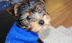 we  have one purebred yorkshire terrier  male puppy for sale ,he has been vet checked,second shot,dew claws removed and tail docked.This puppy has been raised in the house as one of the family and is very socialized.He loves to cuddle and be right with