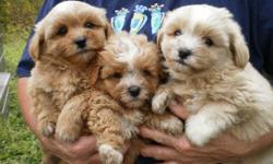 3  BEAUTIFUL PUPPIES AVAILABLE TO NEW HOMES, MUST BE LOVING, KIND, PET FRIENDLY HOMES.   THESE LITTLE GIRLS ARE NOT OUTSIDE DOGS,  ARE INSIDE COMPANION PETS.  NON-SHEDDING, HYPO-ALLERGENIC, WILL BE MAX ADULT WEIGHT 7-10LBS.  VERY SWEET AND LOVABLE LITTLE