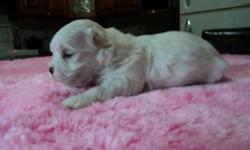 MALTESE  
New Arrival?Born August 26,2011
Only 1 left
1 GIRL
Available Mid October
Comes Vet Checked,
Dewormed, First Shots
And Puppy Package
$200 Deposit Required
To Hold Your Puppy 
519-335-3310
(Mother in second last pic, father in last pic)