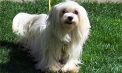 Polly is a pure white non registered 6 - 7 year old spayed female maltese.  She does not shed.  Polly is looking for a forever home to older people who will have the time to spend with her, cuddle and go for walks.  She has a bit of special needs as she