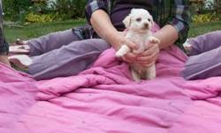 We have 3 female and 2 male puppies for sale.  They are all white.  The mother is a Bishon (10  inches tall) and the father is a maltese (11 inches tall). 
The maltese dog is known for a gentle, loving, trusting and devoted personality. It is a small,