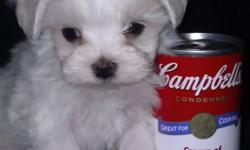 I have two stunning Male Maltese puppies, which are ready for New Years. They have their shots and deworming and health records with good health. They are kennel trained and when you get up in the morning they are always  very excited to see you!! They