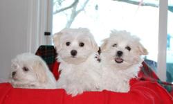 Lovable,Friendly,Maltese Puppies, 16 Weeks old, Fully house trained.
Please call Vi anytime for more information, or appointment to see.
 
807-937-5203
