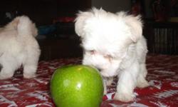 Beautiful maltese puppies for sale. Two males that have been raise in a loving family that includes children. These boys have wonderful happy and playful temperments and they are looking for homes where they will become loved and cherished members of a