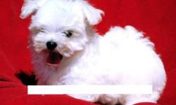 Maltese Puppy - CKC regisitered Female Maltese. Ready to go. Small white bundle of fur.  Hypo allergenic, 1st needle, micro-chipped, dewormed, vet checked.  Two year health guarantee. Non breeding agreement.  Should mature around 5-7lbs. Call 368-4813 for