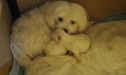 I have 1 snow-white, purebred maltese baby left which are 4 weeks now, one boy. He is our most cute and pretty puppies. Now, he still nursed by his Mom, Sugar. When he sleep, his 4 legs point to the sky, so funny and interesting. He will rehome after he