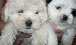 Maltese shih-tzu, 2 boys, 2 girls, are vet checked first shots,started training on pee pads,plus twice deworming. They get along well with children and other pets, They are hypo allergenic, and dont shed, Males-$450 females-$475 house(778)574-2001